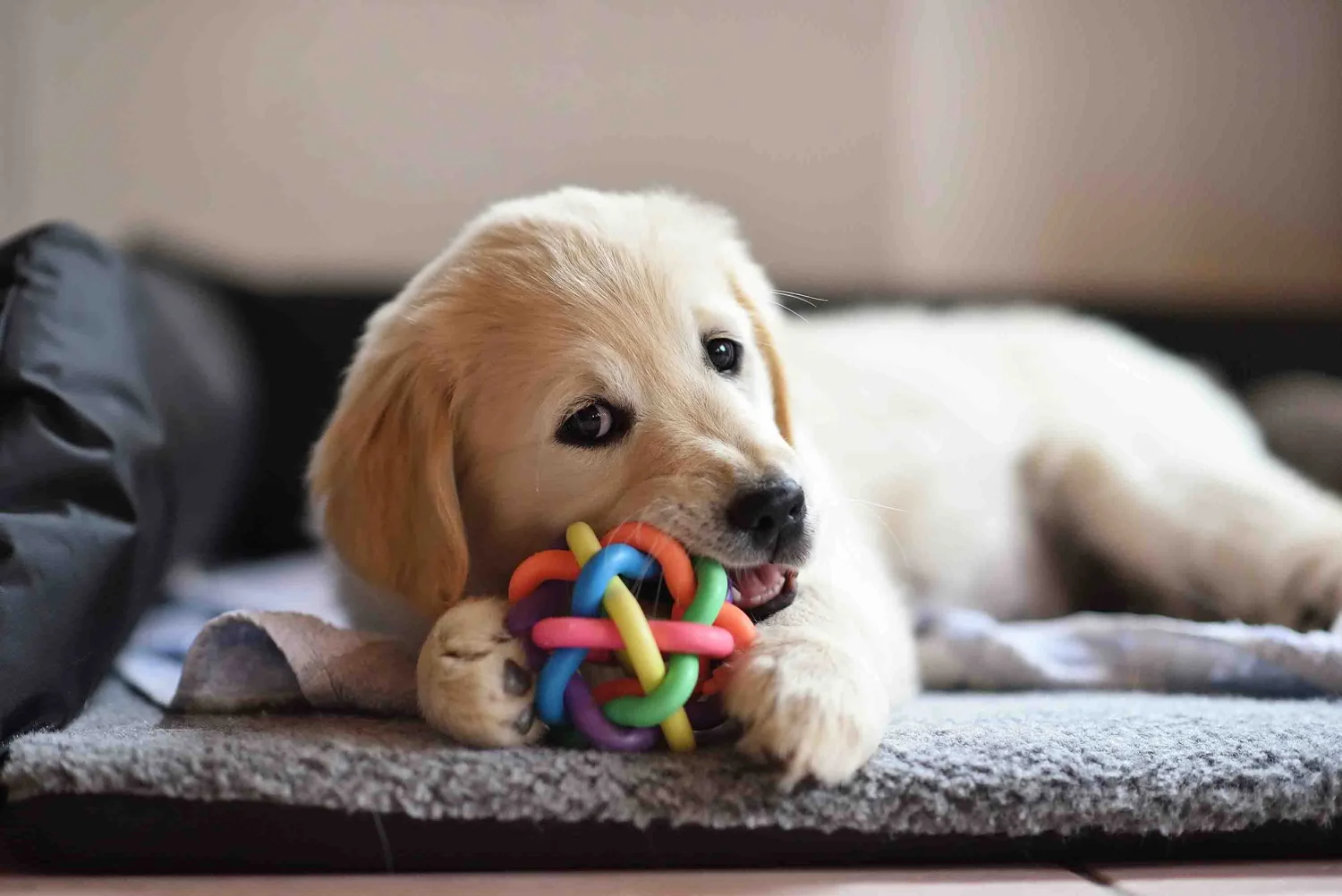PCR-Test - PCR-Test-Diagnostiken beim Menschen -Veterinärdiagnostiken - Golden Retriever Hundewelpe spielt mit Spielzeug