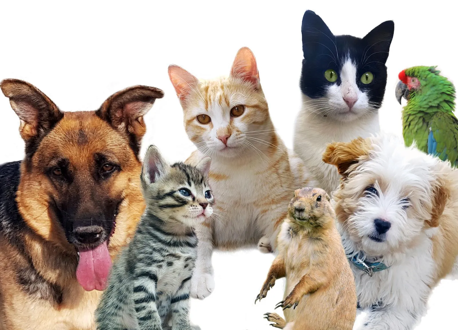 PCR-Test – Privatkunden – Bilder von Tieren, Katzen und Hunden.