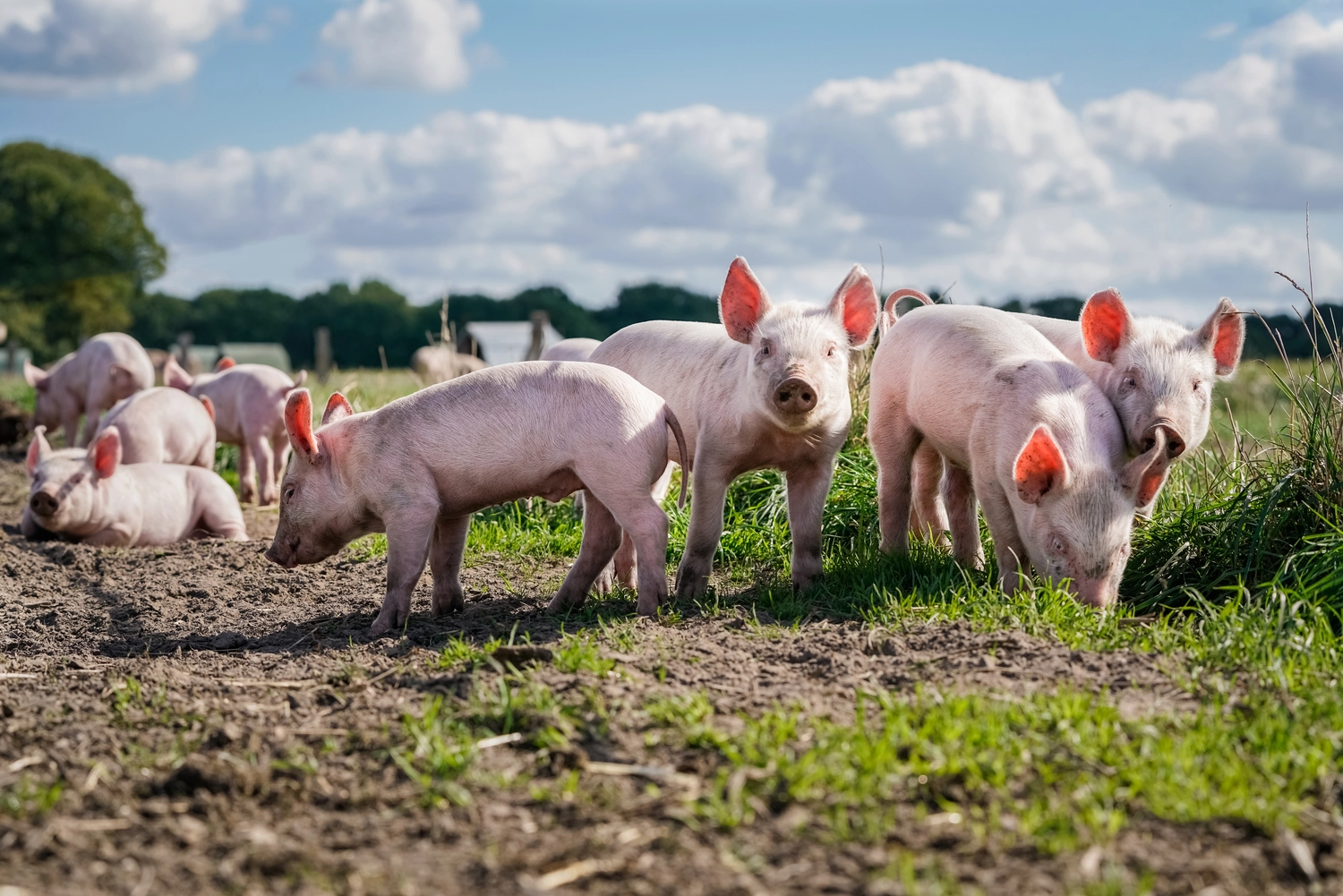 PCR-Test - Landwirtschaft - alternative Freilandhaltung von Schweinen, niedliche Ferkel auf der Weide.